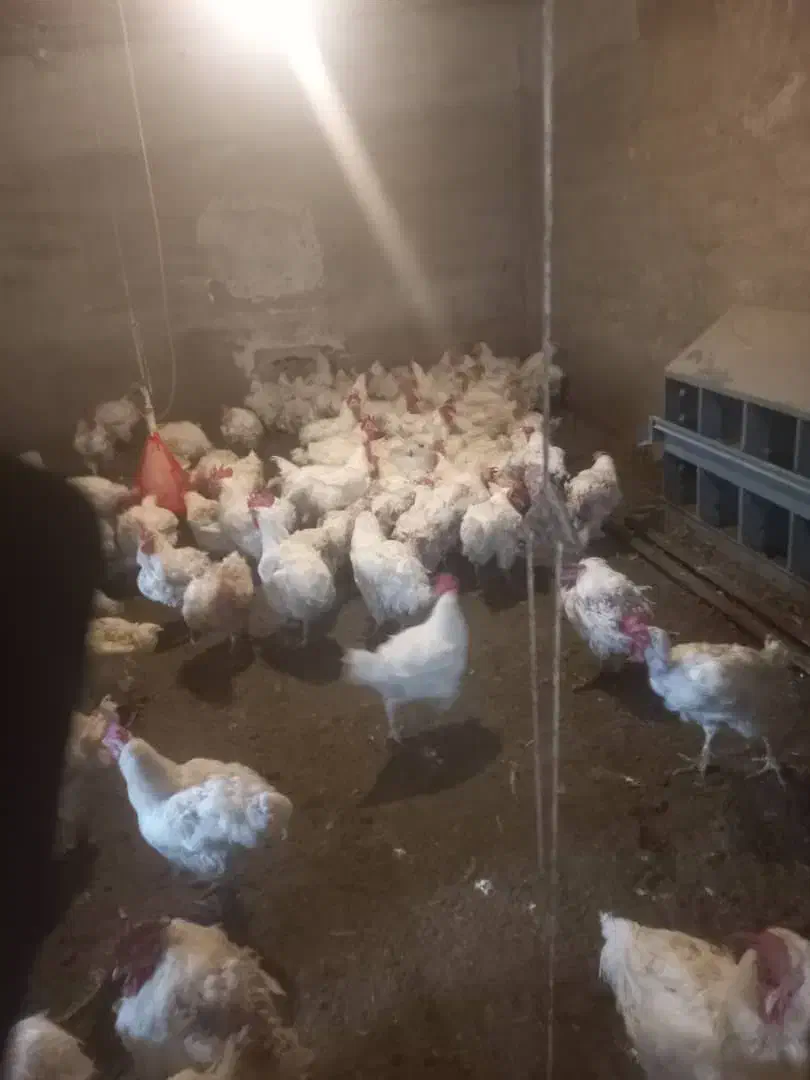 فروش خروس جوان ماشینی تازه کشتارشده|حیوانات مزرعه|قائمشهر, |دیوار