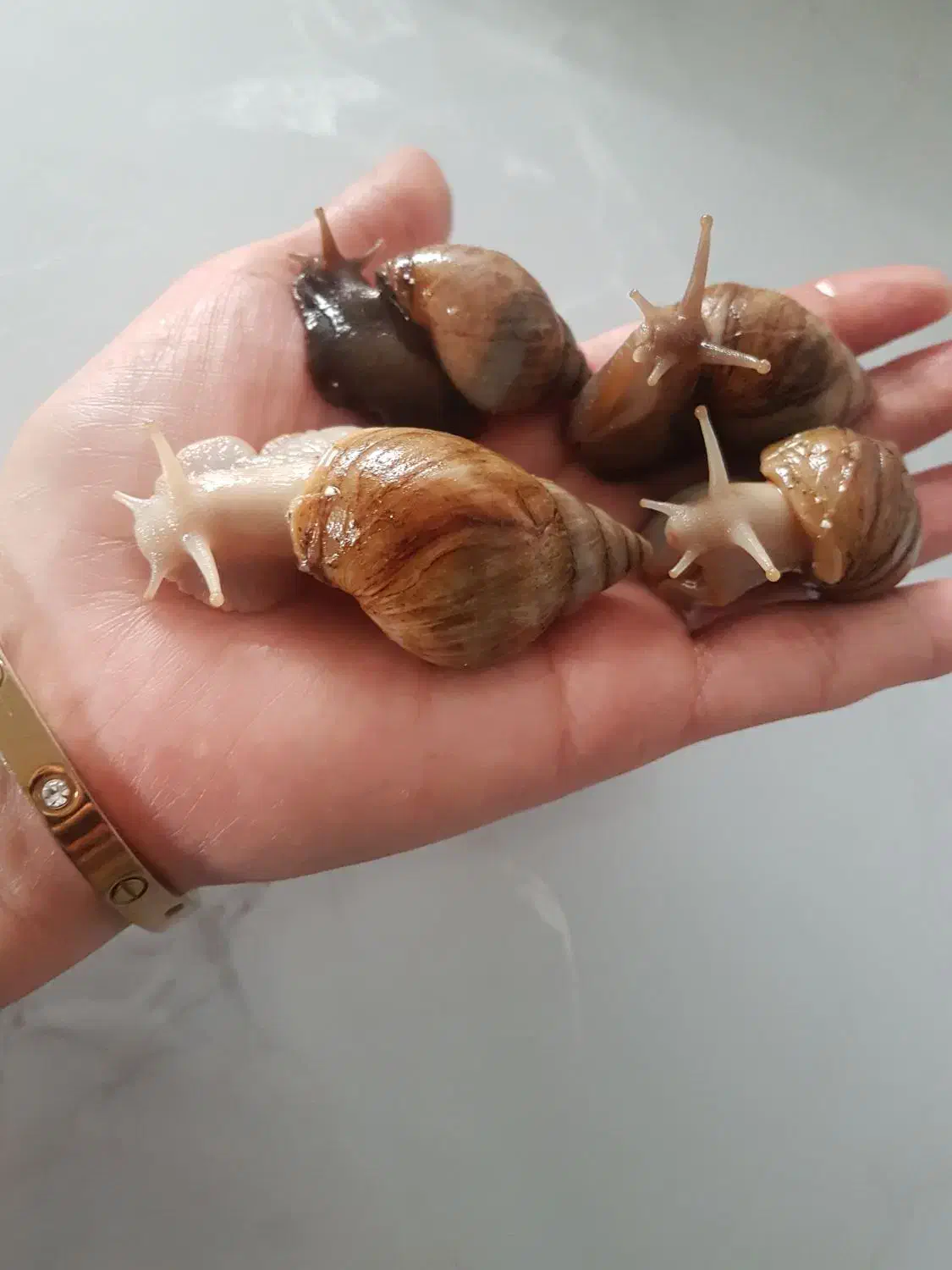 حلزون دونه ای ۲۰|خزنده|تهران, صاحب الزمان|دیوار