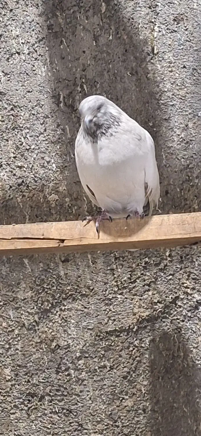 کفتر پرشی درجه یک بی عیب باضمانت|پرنده|مبارکه, |دیوار