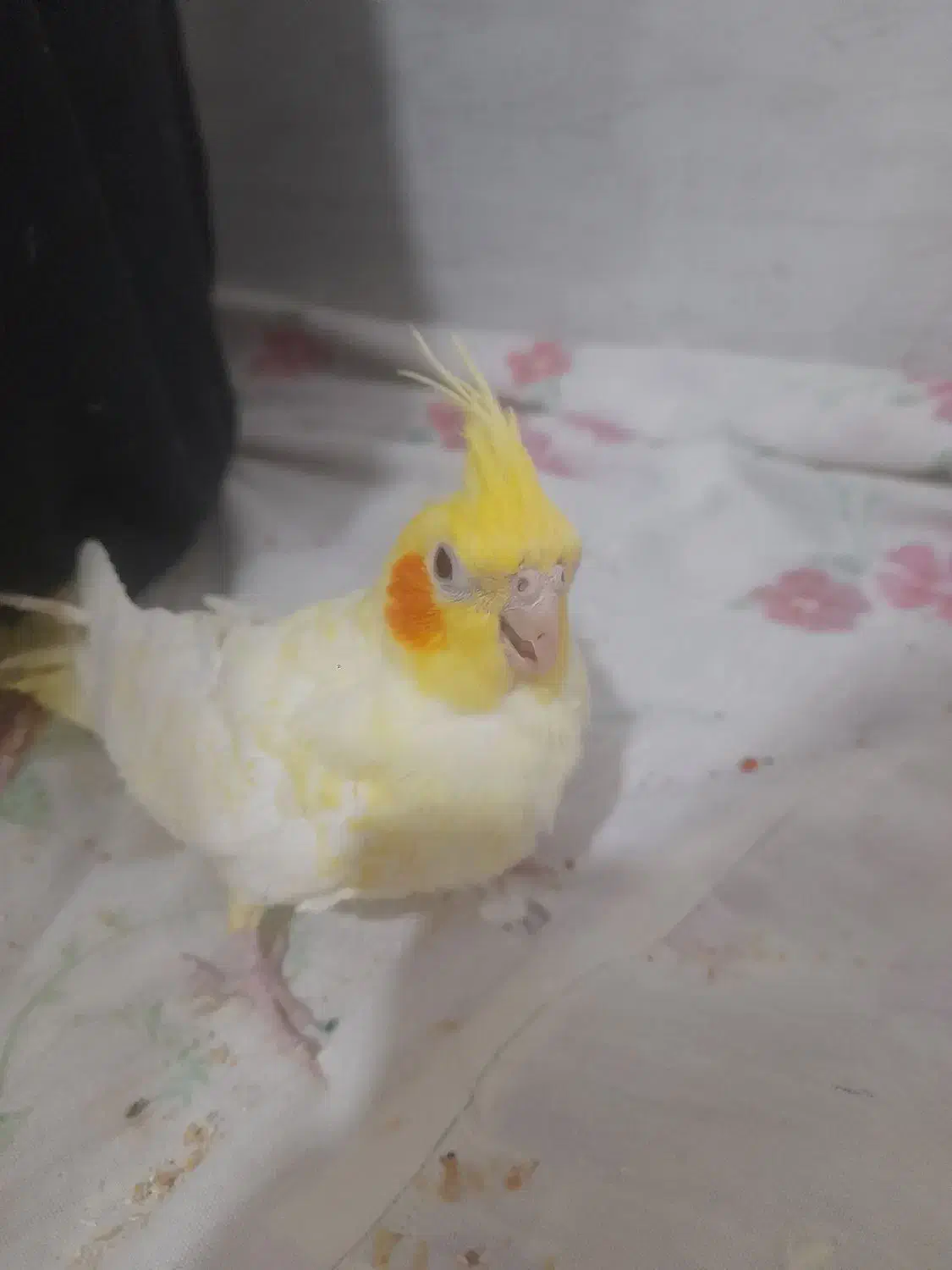 عروس هلندی|پرنده|بیضا, |دیوار