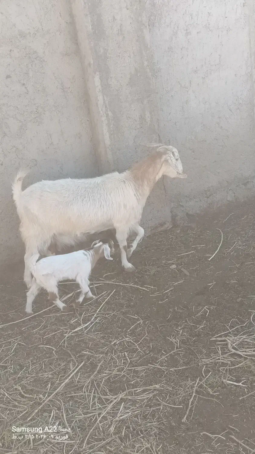 بزشیری|حیوانات مزرعه|چترود, |دیوار