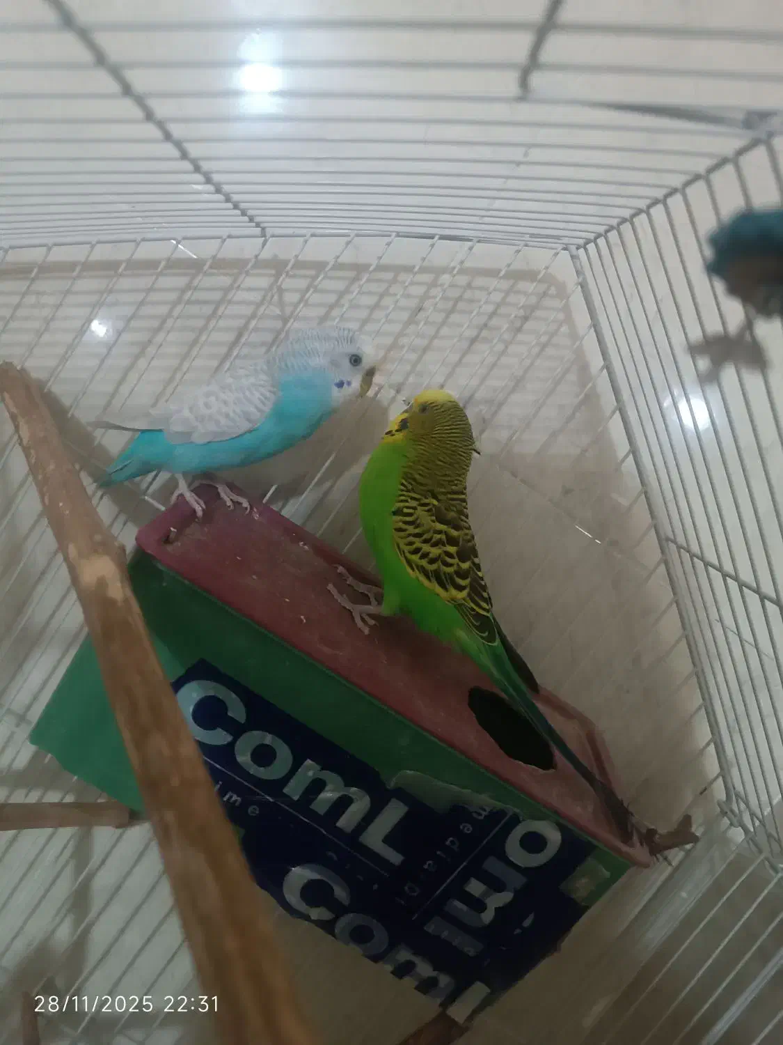 مرغ عشق|پرنده|فیروزآباد (فارس), |دیوار