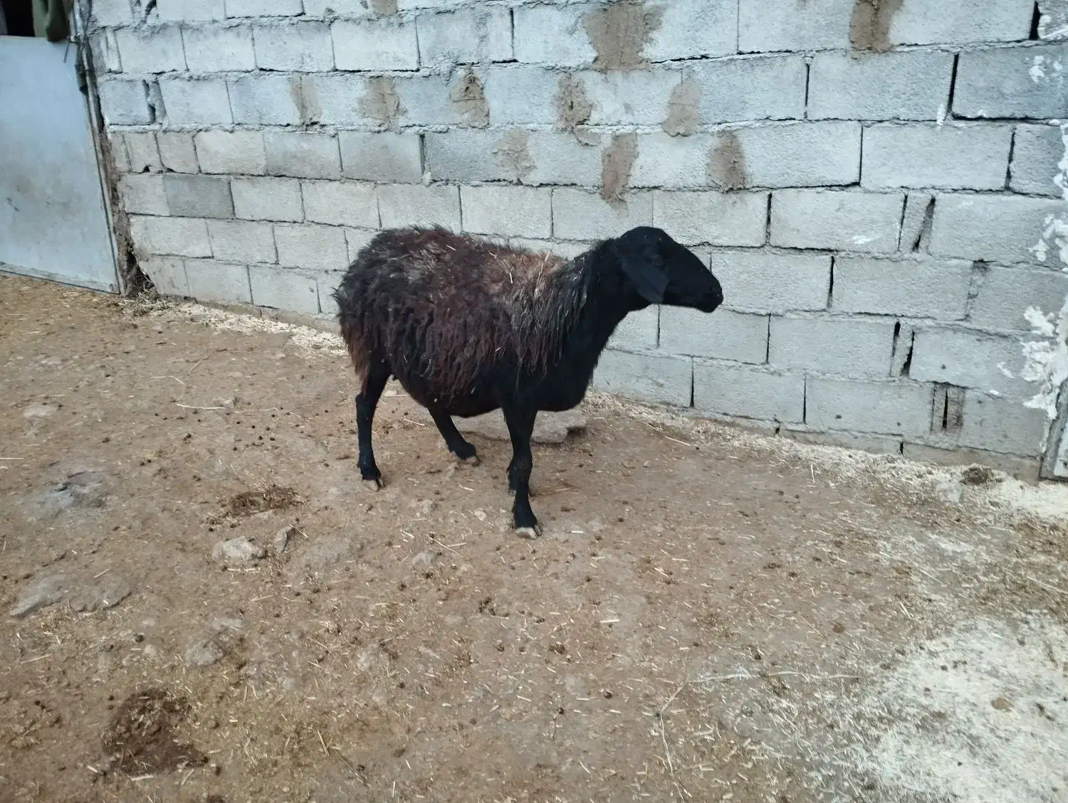 میش|حیوانات مزرعه|کوزران, |دیوار