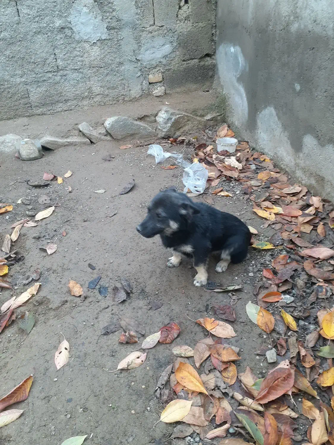 سک گرگی پاکوتاه|سگ|گرمی, |دیوار