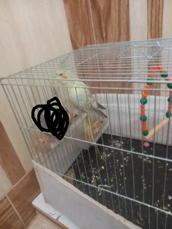 عروس هلندی گمشده|حیوانات|ایذه, |دیوار