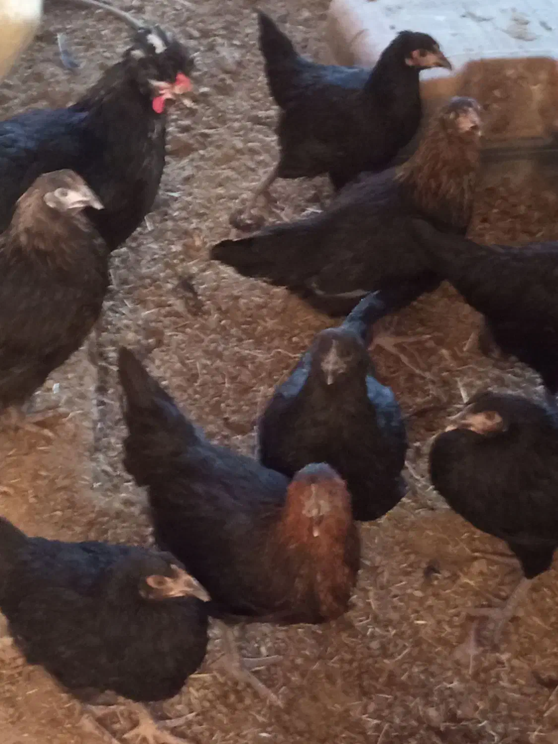 جوجه مرغ محلی 3 ماهه|حیوانات مزرعه|نهبندان, |دیوار