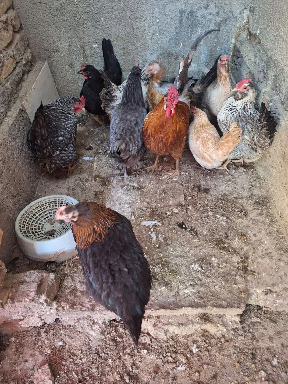 مرغ وخروس|حیوانات مزرعه|یزد, |دیوار