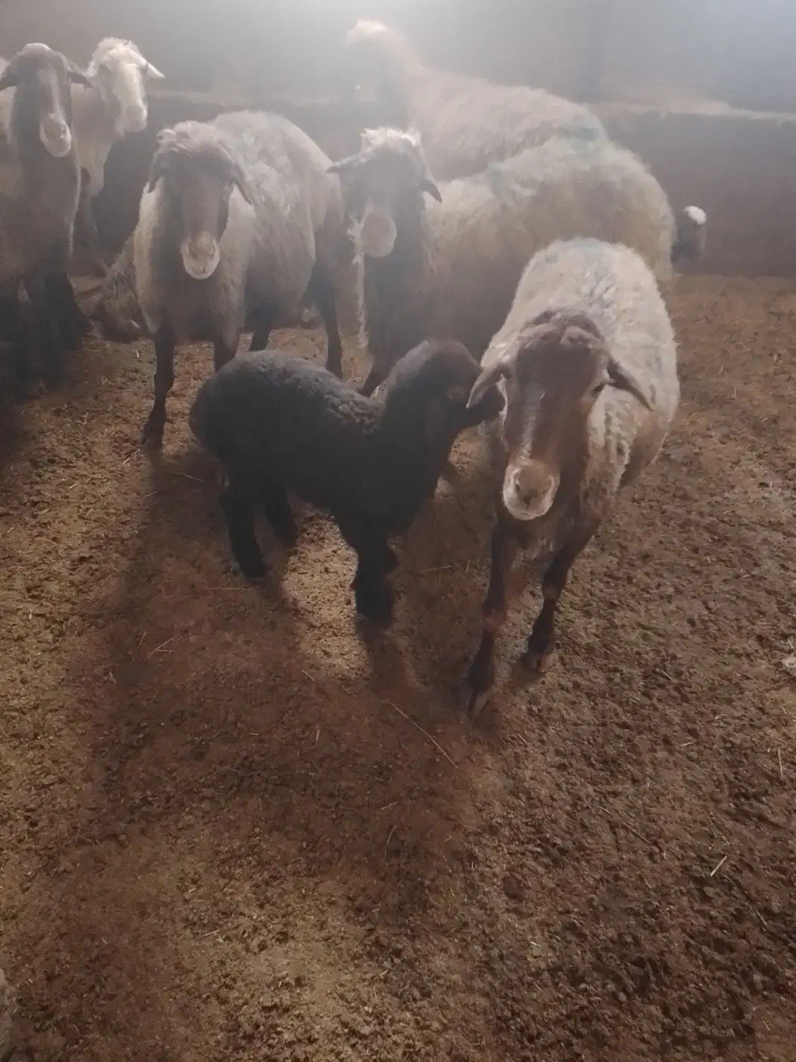 ۱۲راس میش وبره وآبستن|حیوانات مزرعه|سنقر, |دیوار