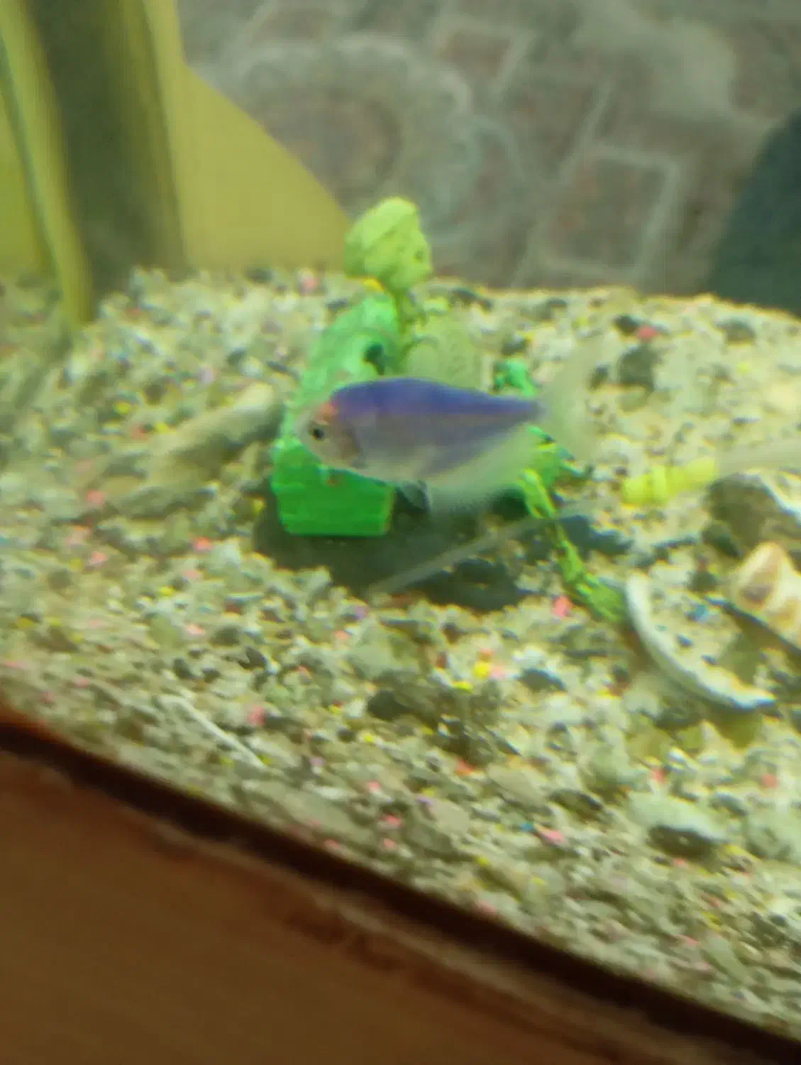 ماهی|ماهی|زاهدان, |دیوار