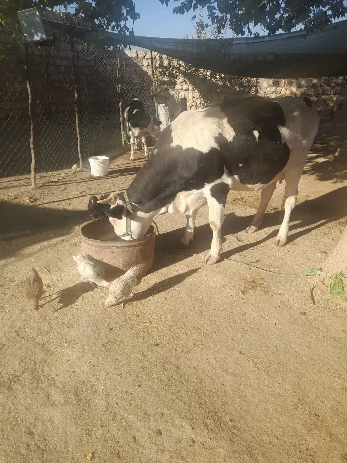 گاووگوساله|حیوانات مزرعه|چگنی, |دیوار