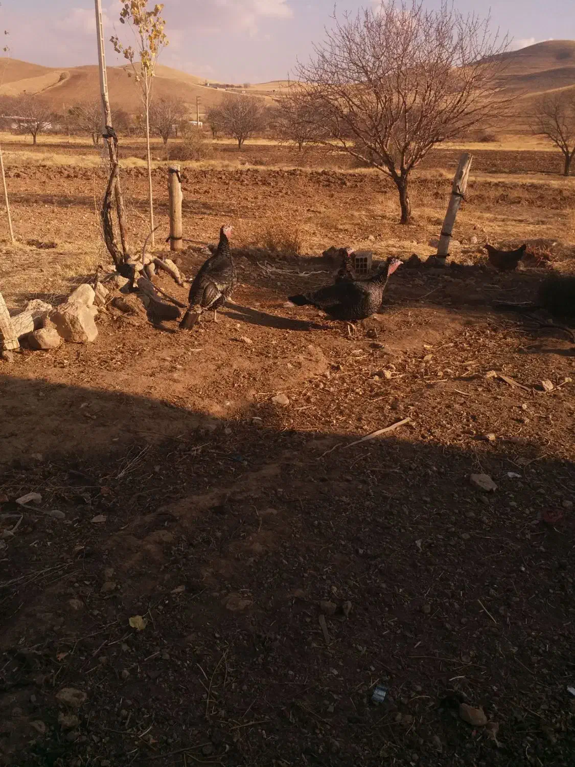 بوقلمون|حیوانات مزرعه|زنجان, |دیوار