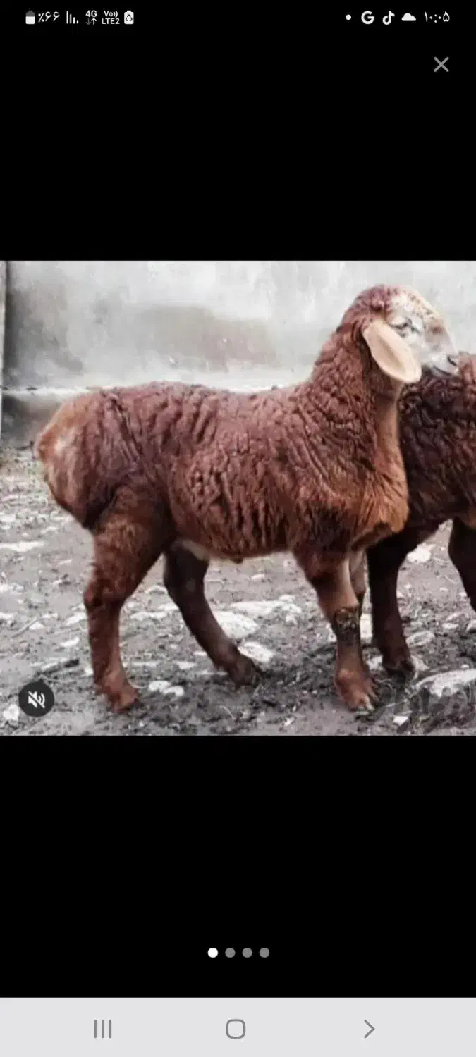 فروش گوسفند زنده با خدمات کامل و رایگان|حیوانات مزرعه|تهران, آذری|دیوار