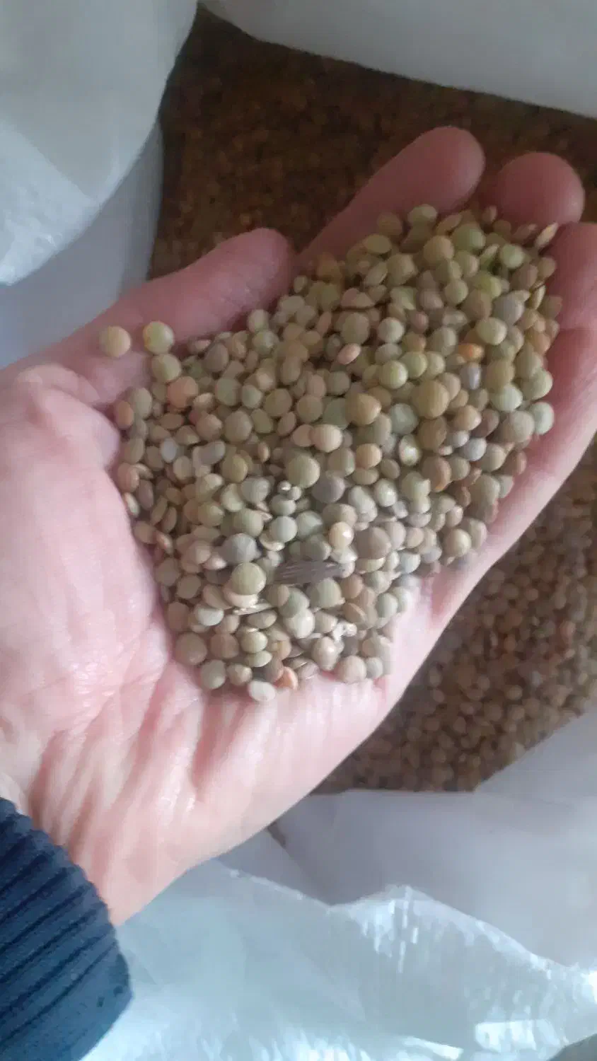 عدس محلی|خدمات باغبانی و درختکاری|شیروان (خراسان), |دیوار