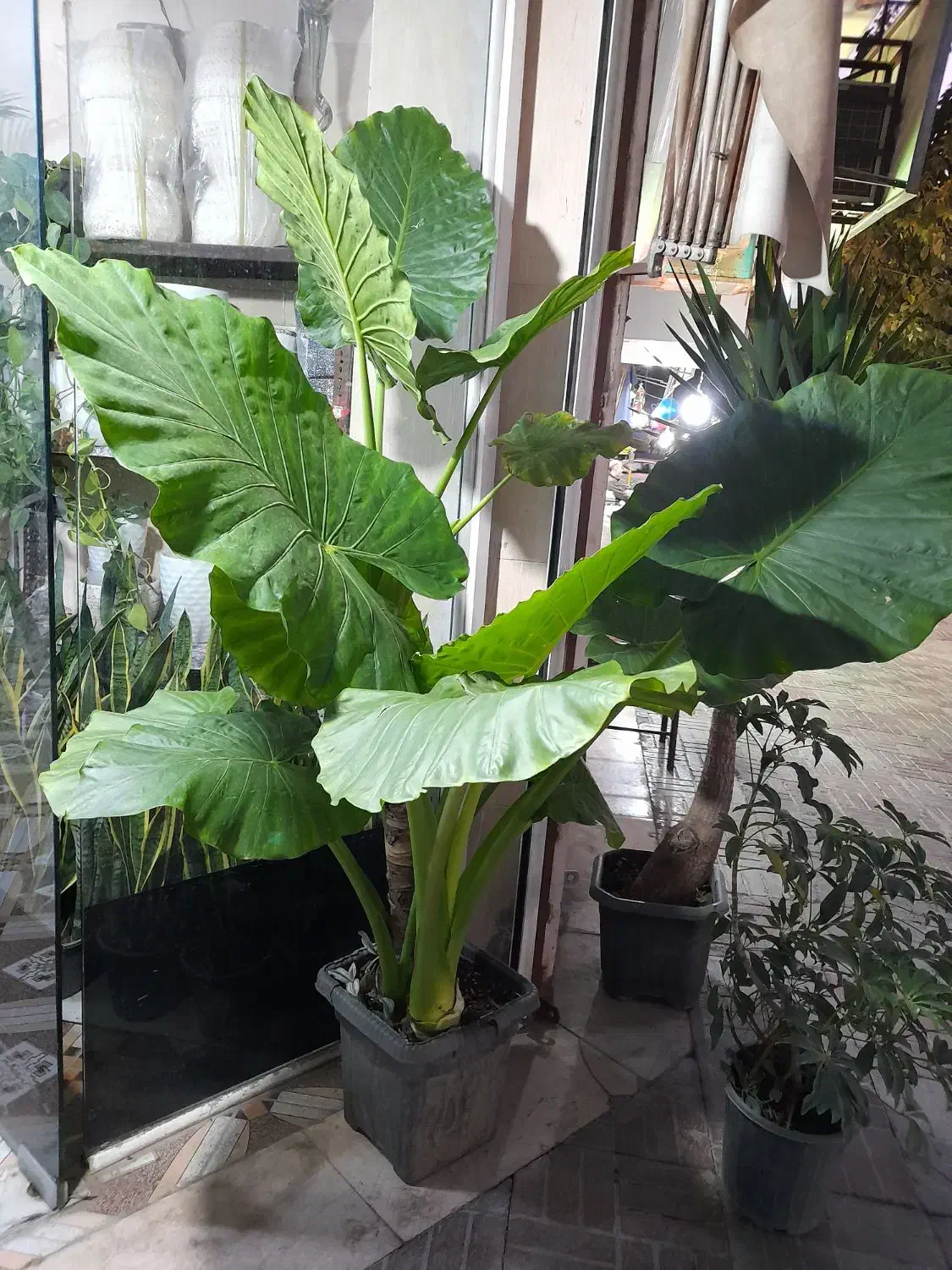 گیاه بابا آدم|گل و گیاه طبیعی|قدس, شهر‌قدس|دیوار