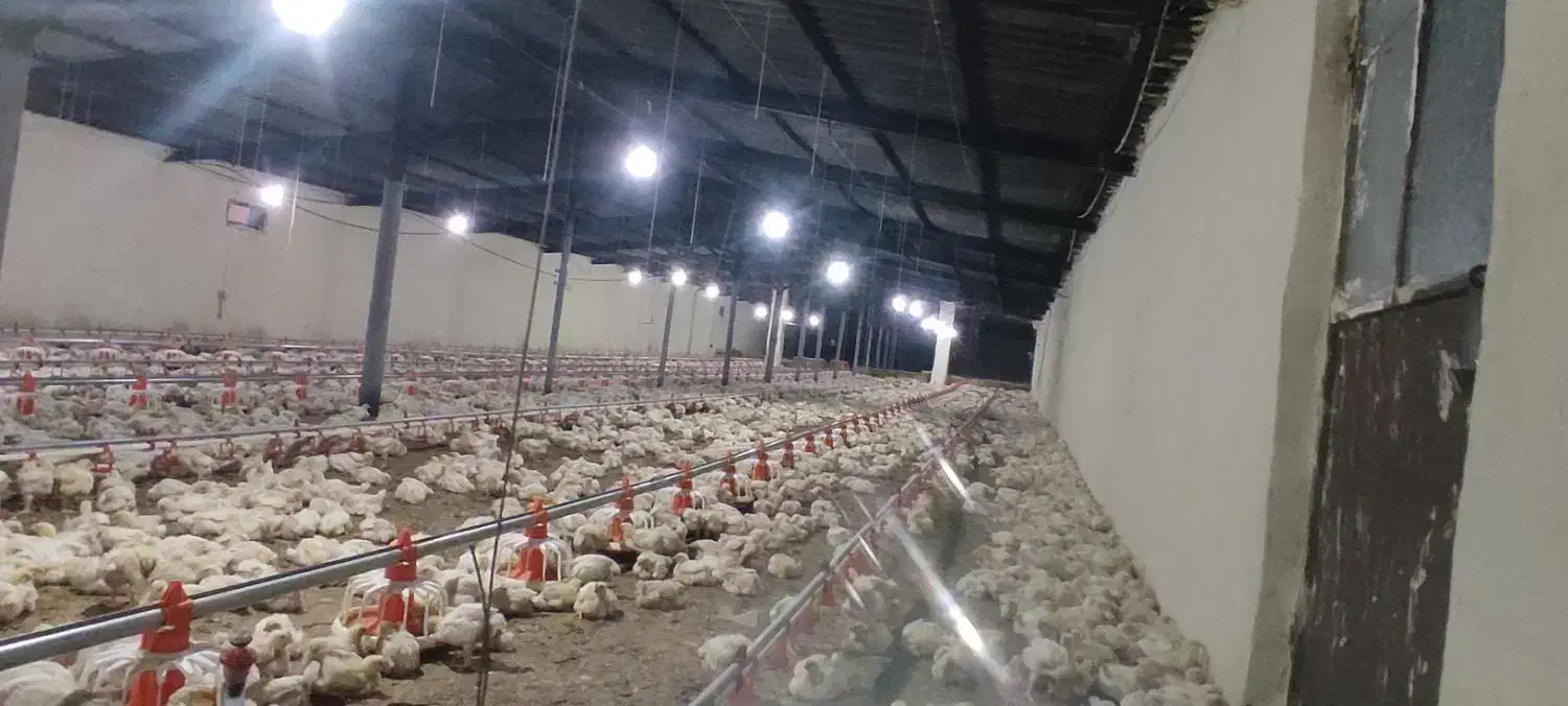 کارگر مرغداری|استخدام صنعتی، فنی، مهندسی|مسجد سلیمان, |دیوار