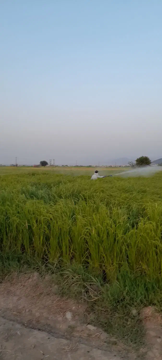 شالی دمسیاه قلم درشت|عمده‌فروشی|گنبد کاووس, |دیوار