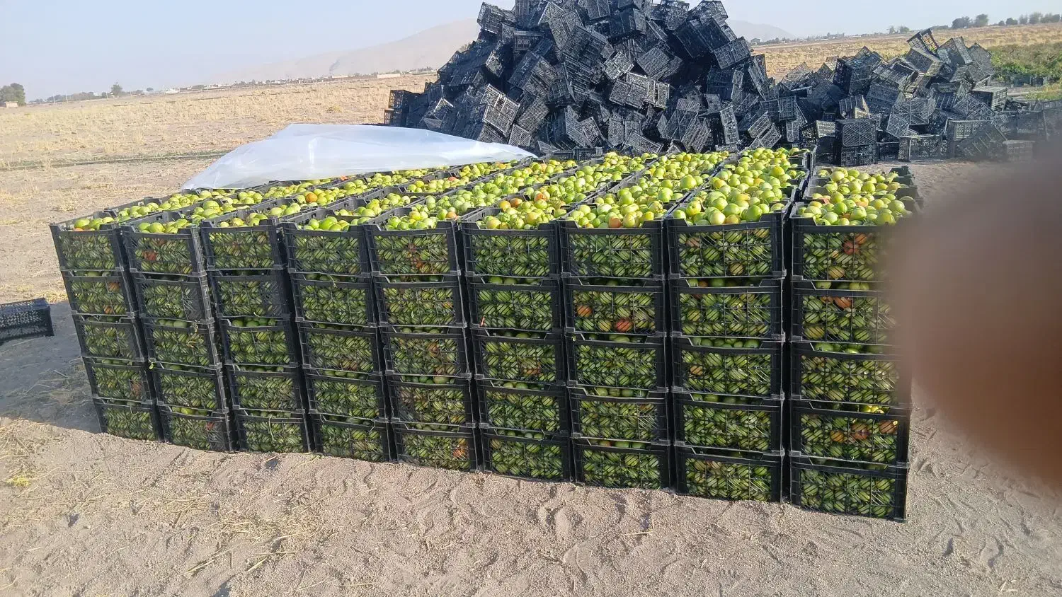 سبد ۱۲ کیلویی|عمده‌فروشی|مرودشت, زنگی آباد|دیوار