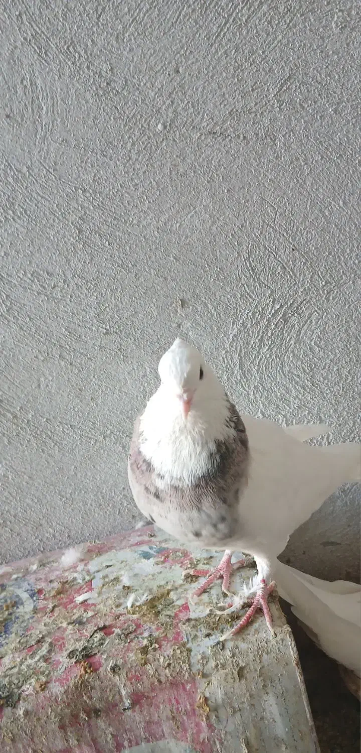 طوقی|پرنده|گلپایگان, |دیوار