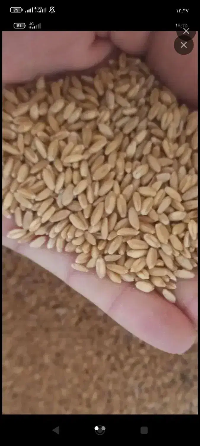 گندم|گل و گیاه طبیعی|سرشیو, |دیوار