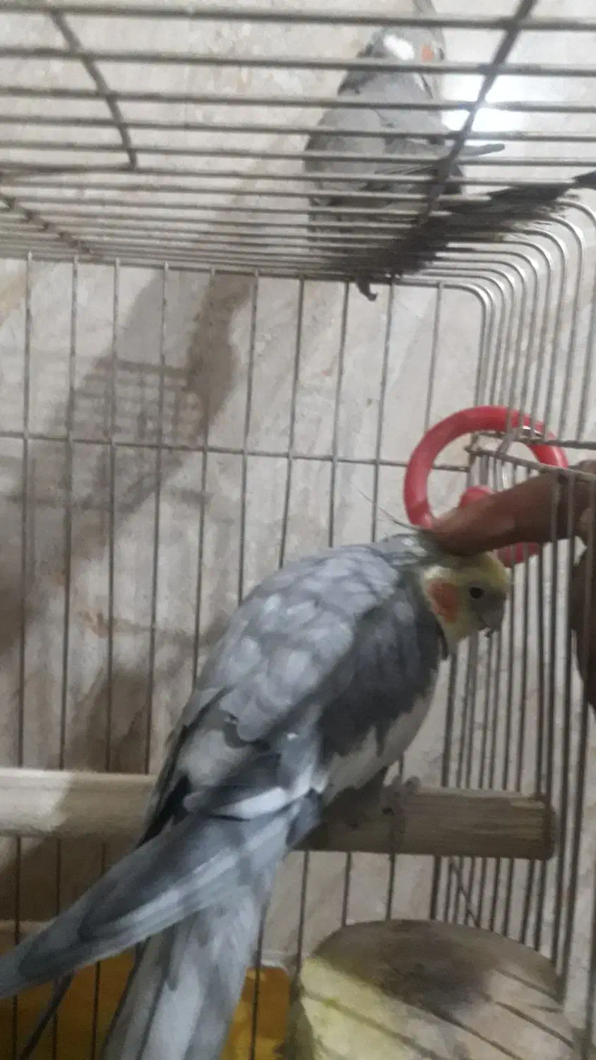 عروس هلندی سخنگو و باهوش|پرنده|رباطکریم, شترخوار|دیوار