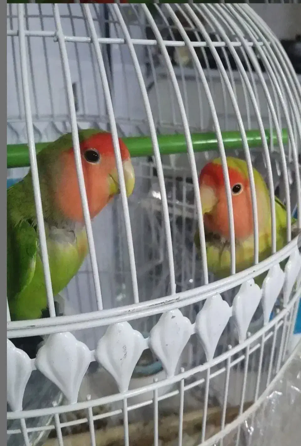 جفت طوطی برزیلی|پرنده|صدرا-فارس, فاز ۱|دیوار