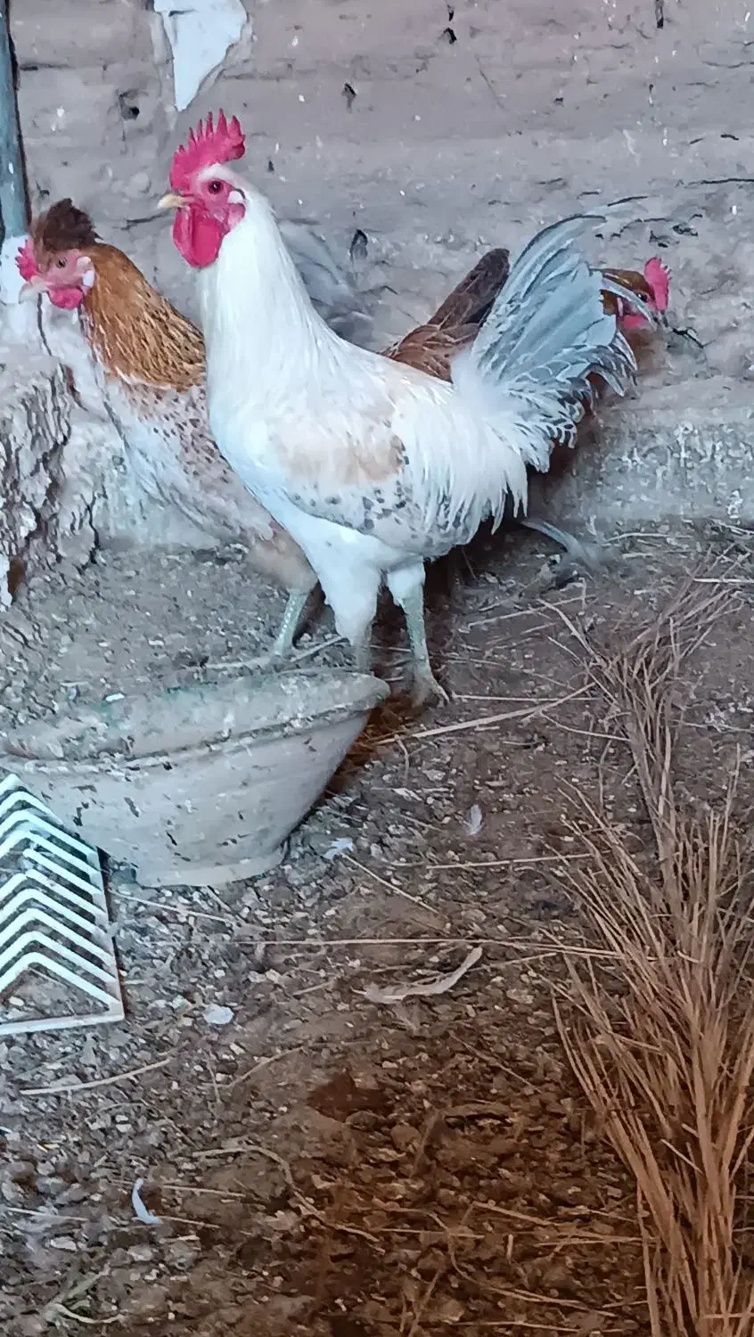 خروس نژاد براکل|حیوانات مزرعه|اردکان, |دیوار