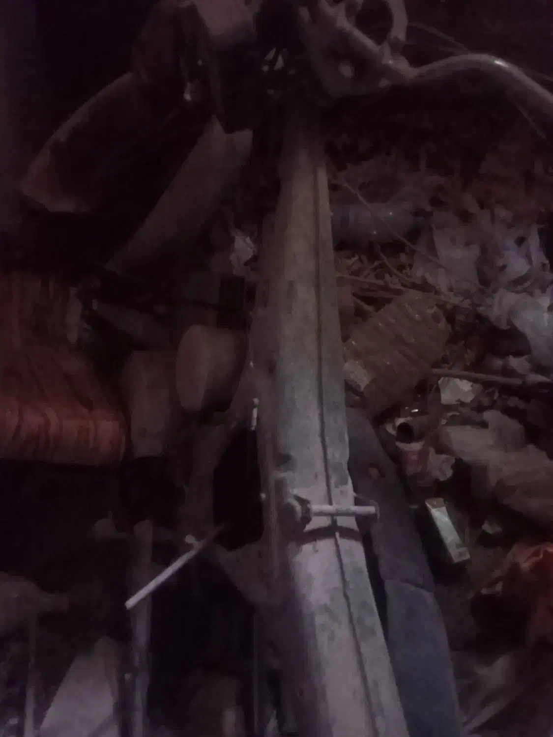 طوطی معاوضه|پرنده|حمیدیا, |دیوار