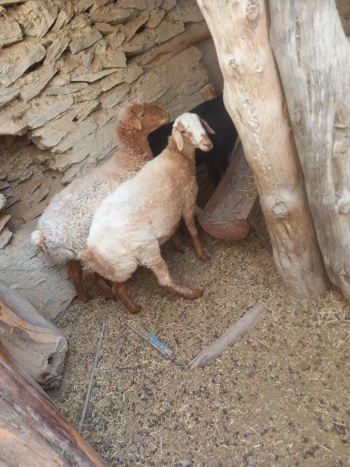 بره ماده|حیوانات مزرعه|آشخانه, |دیوار