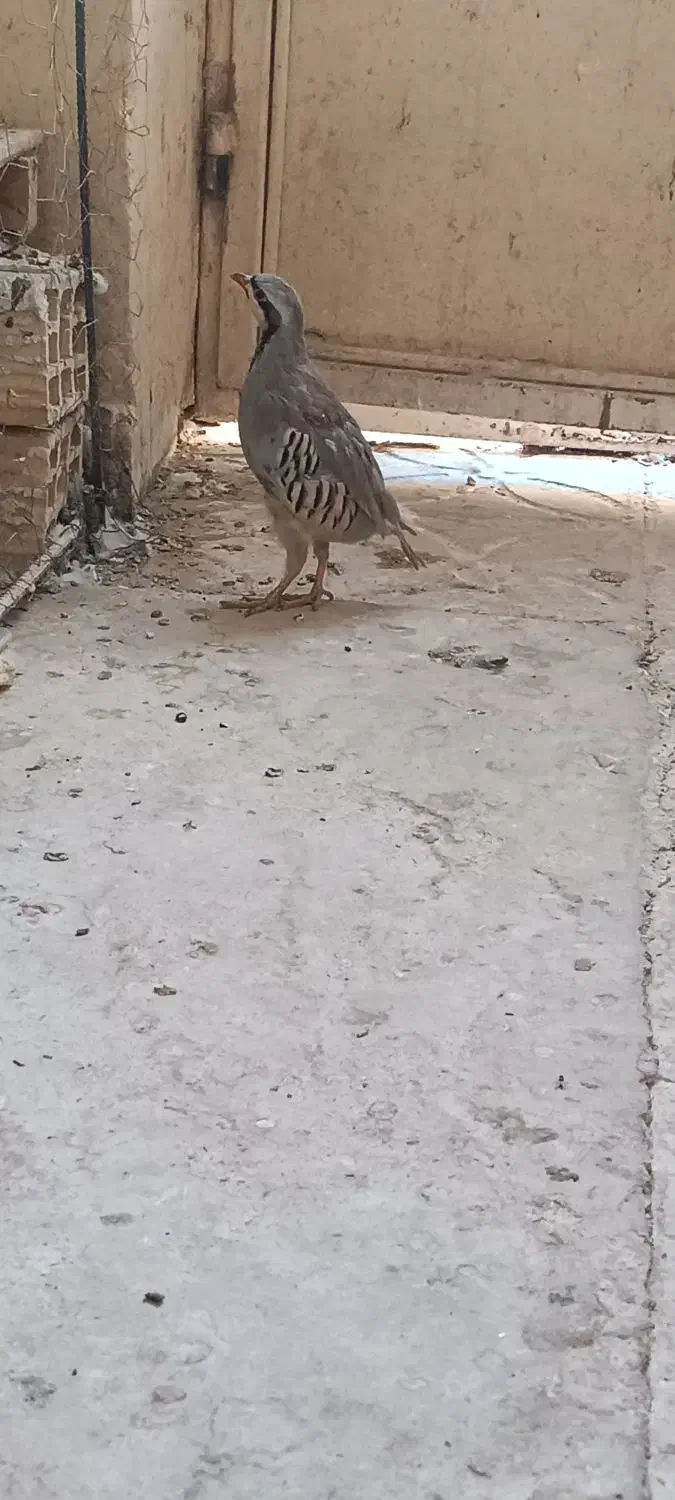 بلدرچین کوهی|پرنده|زابل, |دیوار