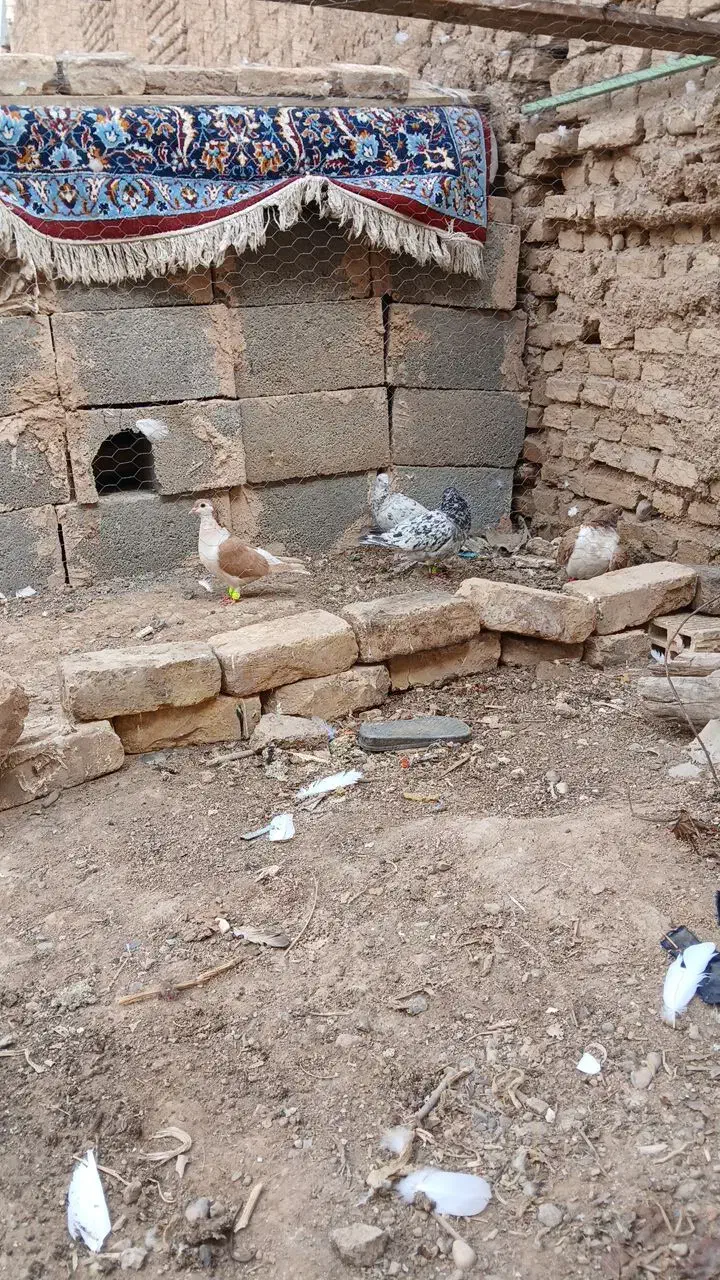 حیوانات|حیوانات مزرعه|مبارکه, |دیوار