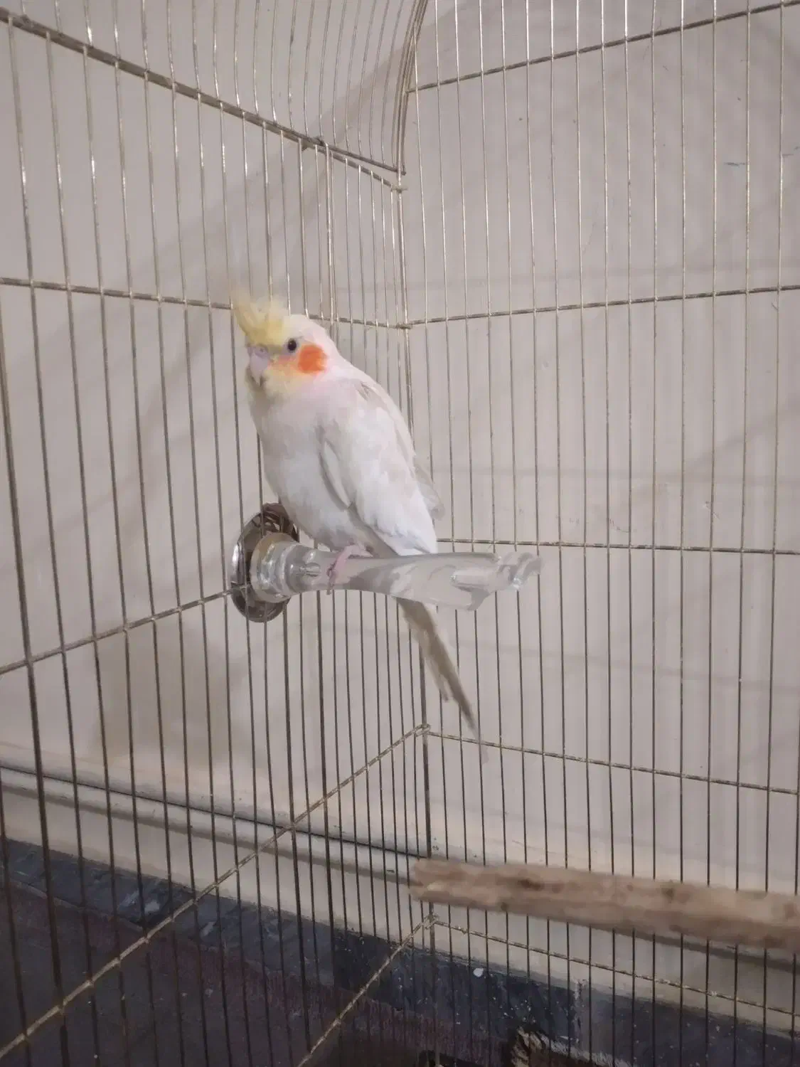 عروس هلندی و مرغ عشق|پرنده|کرمان, |دیوار