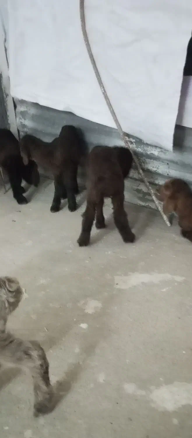 بره ماده شیری|حیوانات مزرعه|بجنورد, |دیوار