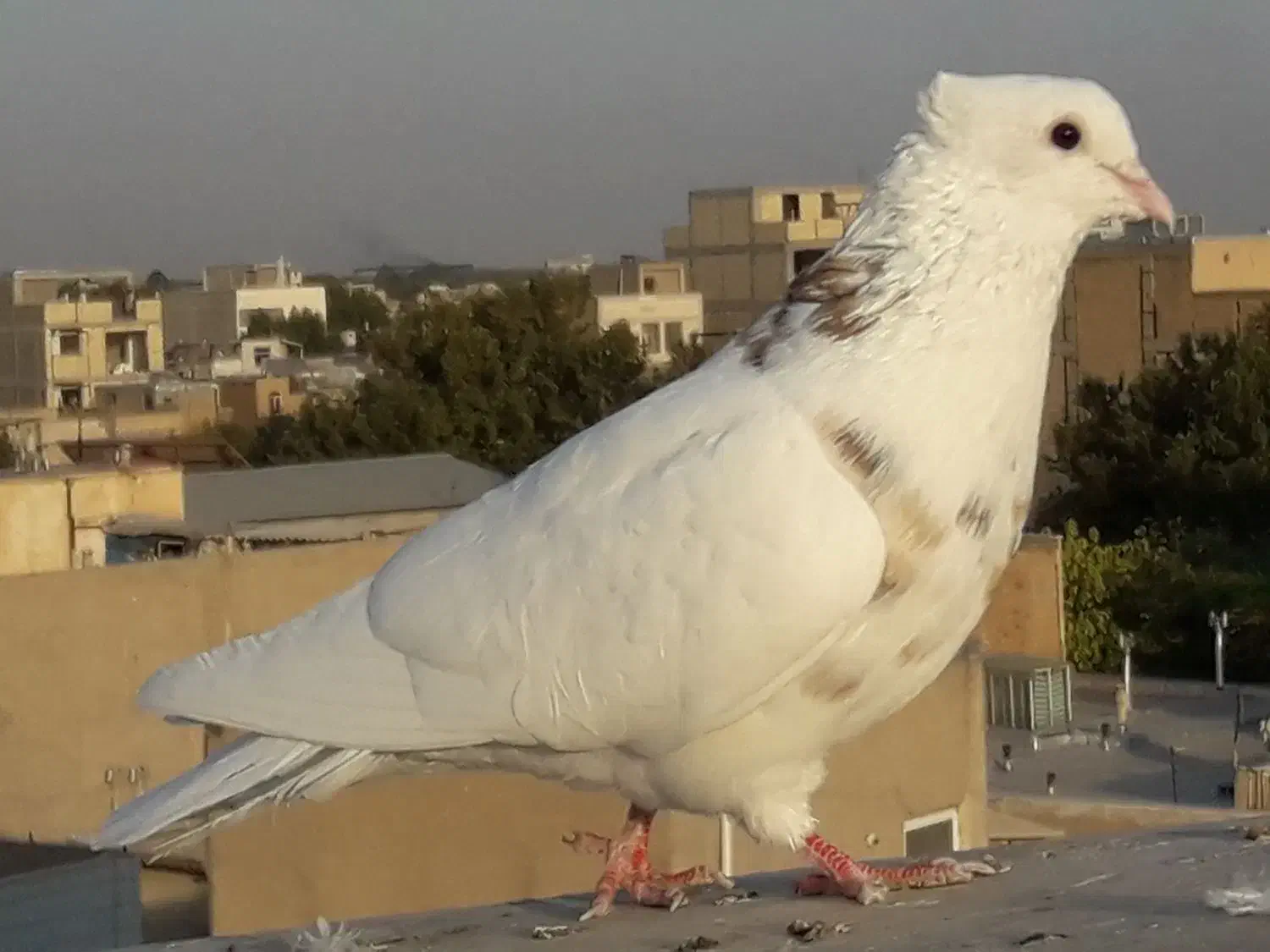 دانه ۴۰۰|پرنده|الوند, |دیوار