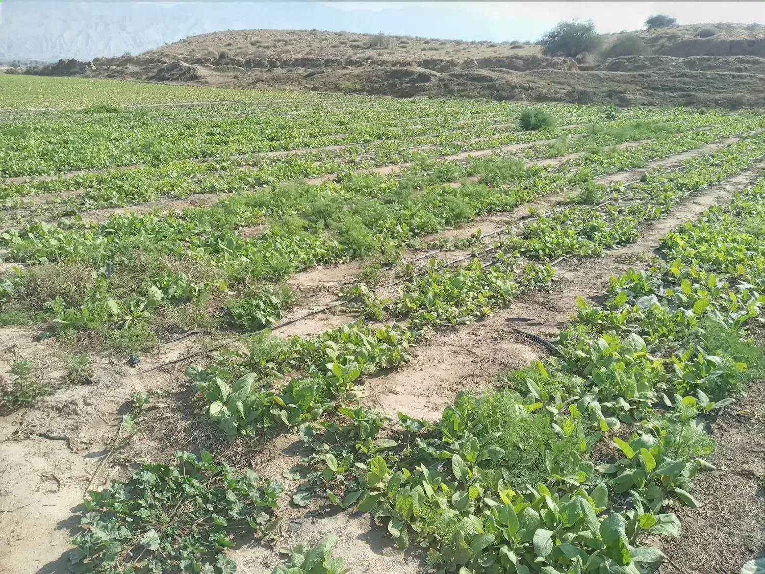 نشاء|گل و گیاه طبیعی|بوشهر, |دیوار