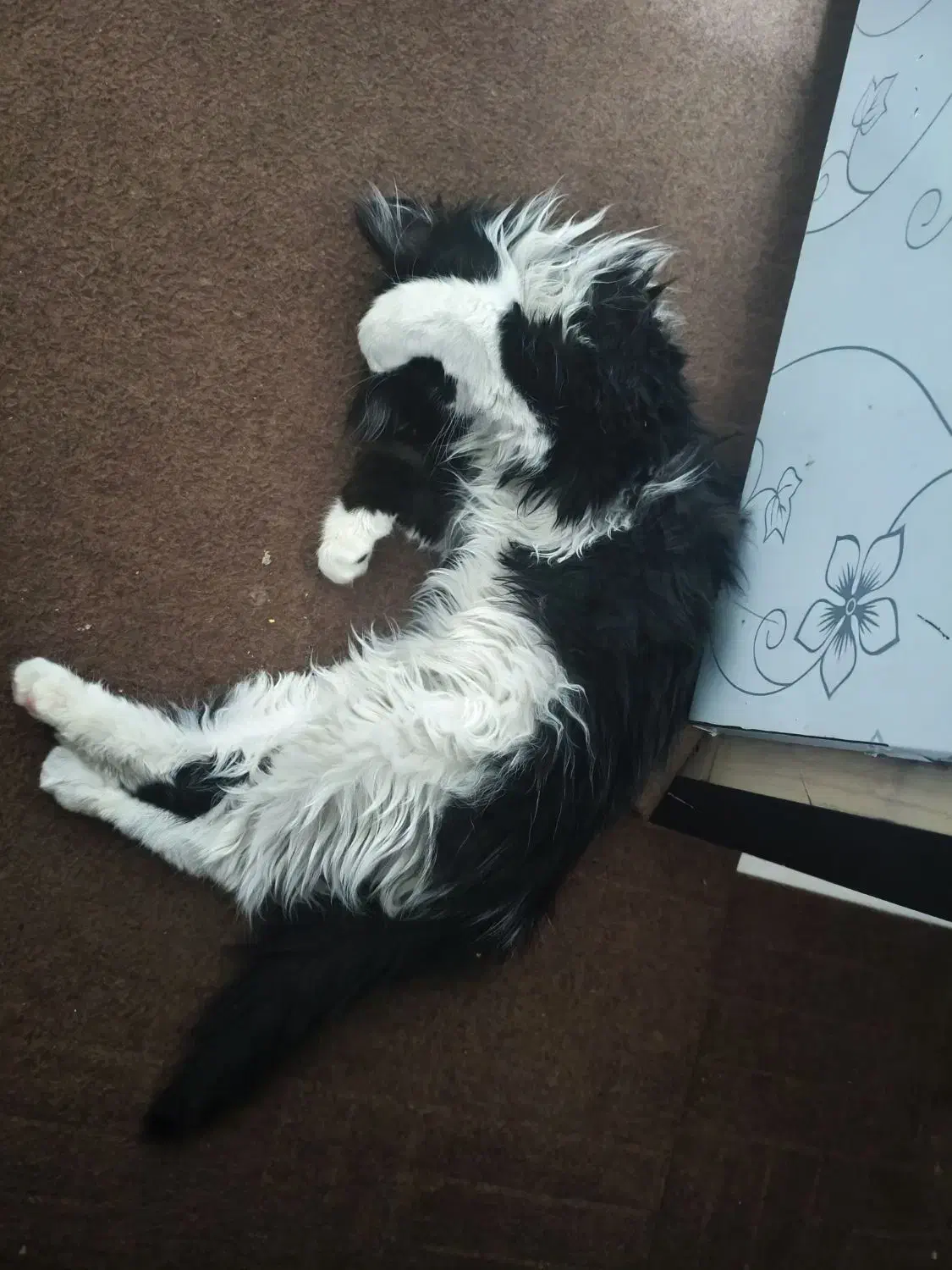 گمشده مژدگانی میلیون|حیوانات|تبریز, |دیوار