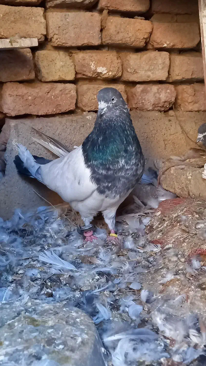 کبوتر|پرنده|لالجین, |دیوار