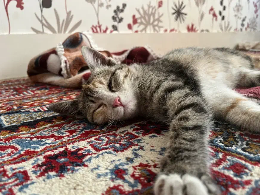 یک بچه گربه ناز و خانگی و بازیگوش (رایگان )|گربه|بیرجند, |دیوار