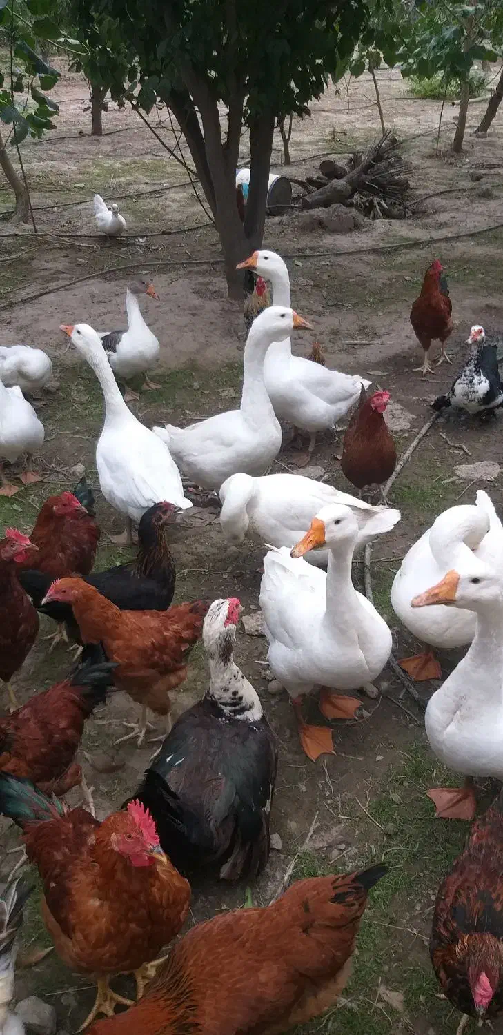 غاز|حیوانات مزرعه|گرگان, |دیوار