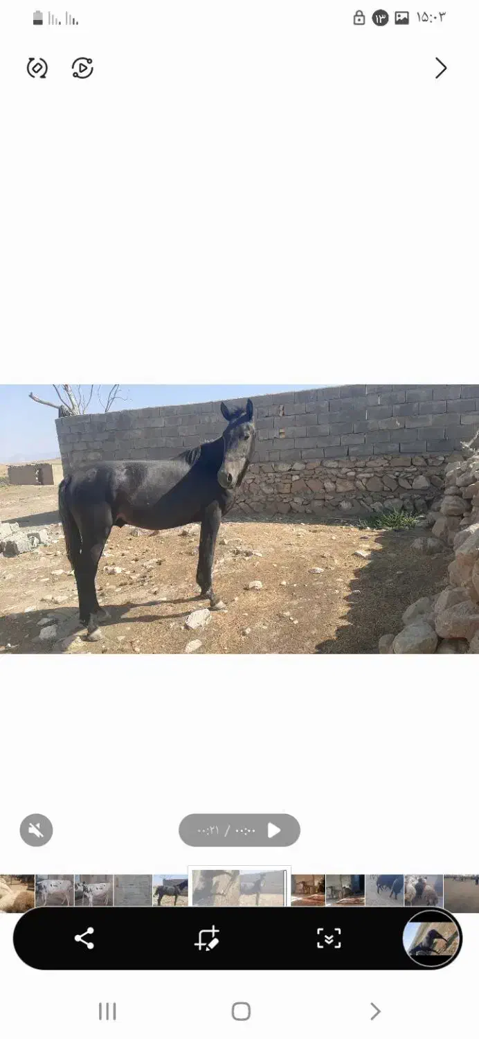 اسب گم شده|حیوانات|رومشکان, |دیوار