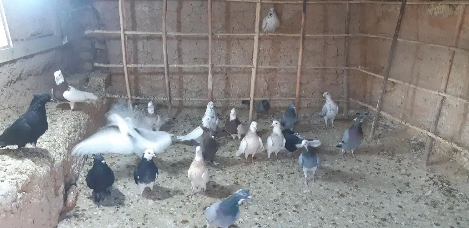 کبوتر|پرنده|اسفراین, |دیوار