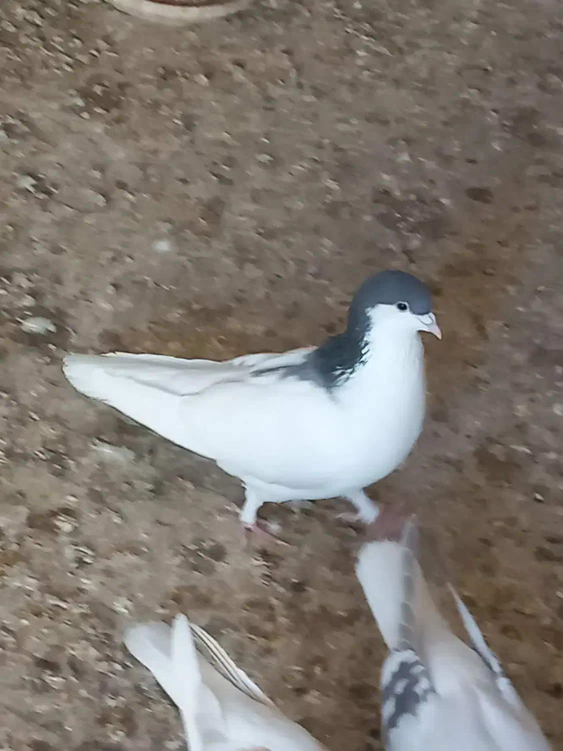 ساده ماده|پرنده|اسفراین, |دیوار