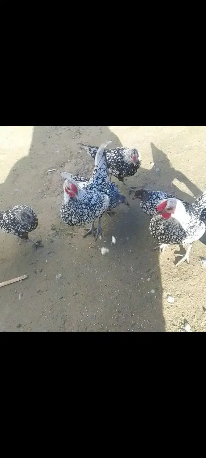 سمند مینییاتوری|موتورسیکلت|آق قلا, |دیوار