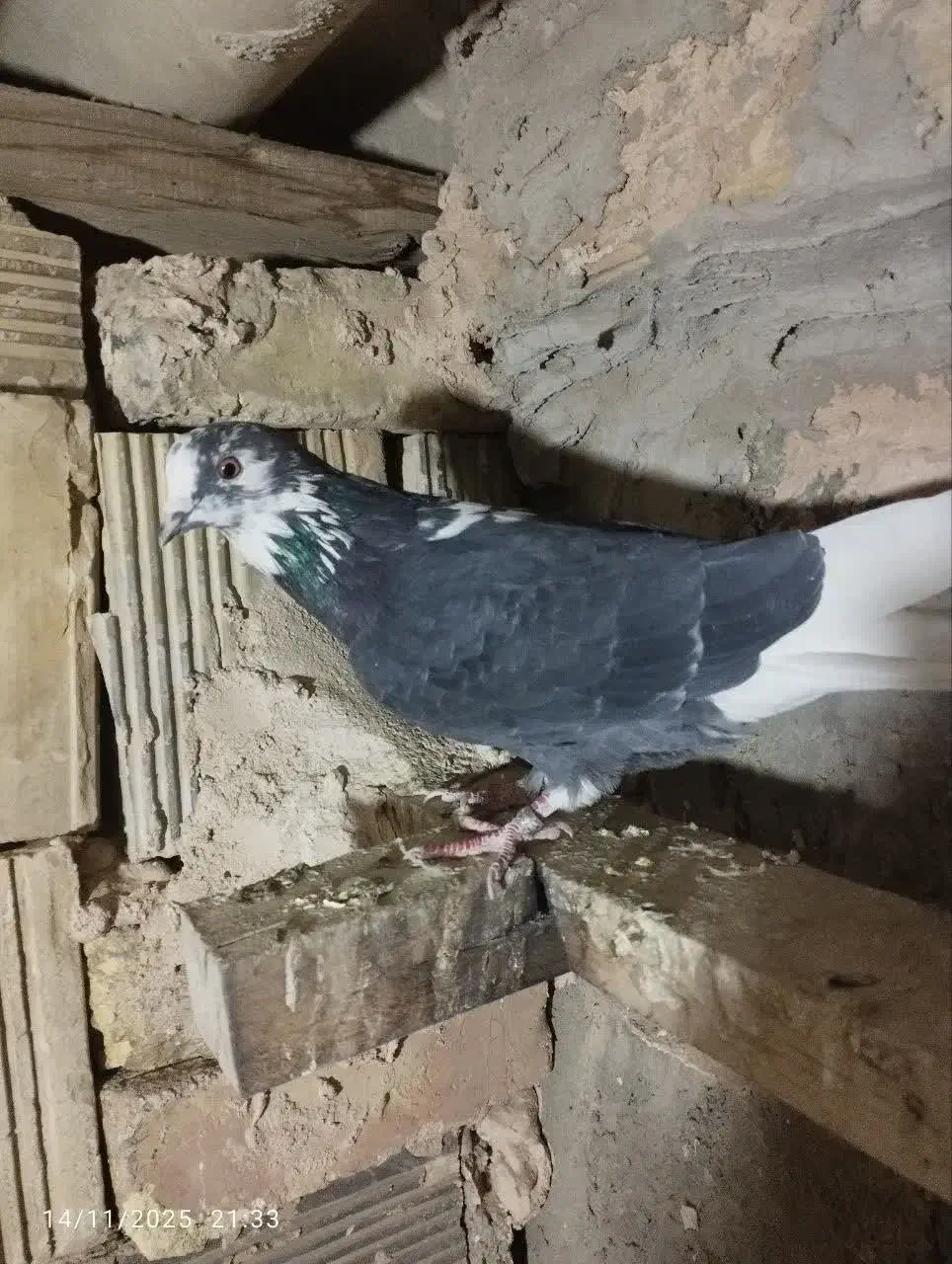 کبوتر پرشی روزگاری|پرنده|خمینیشهر, |دیوار