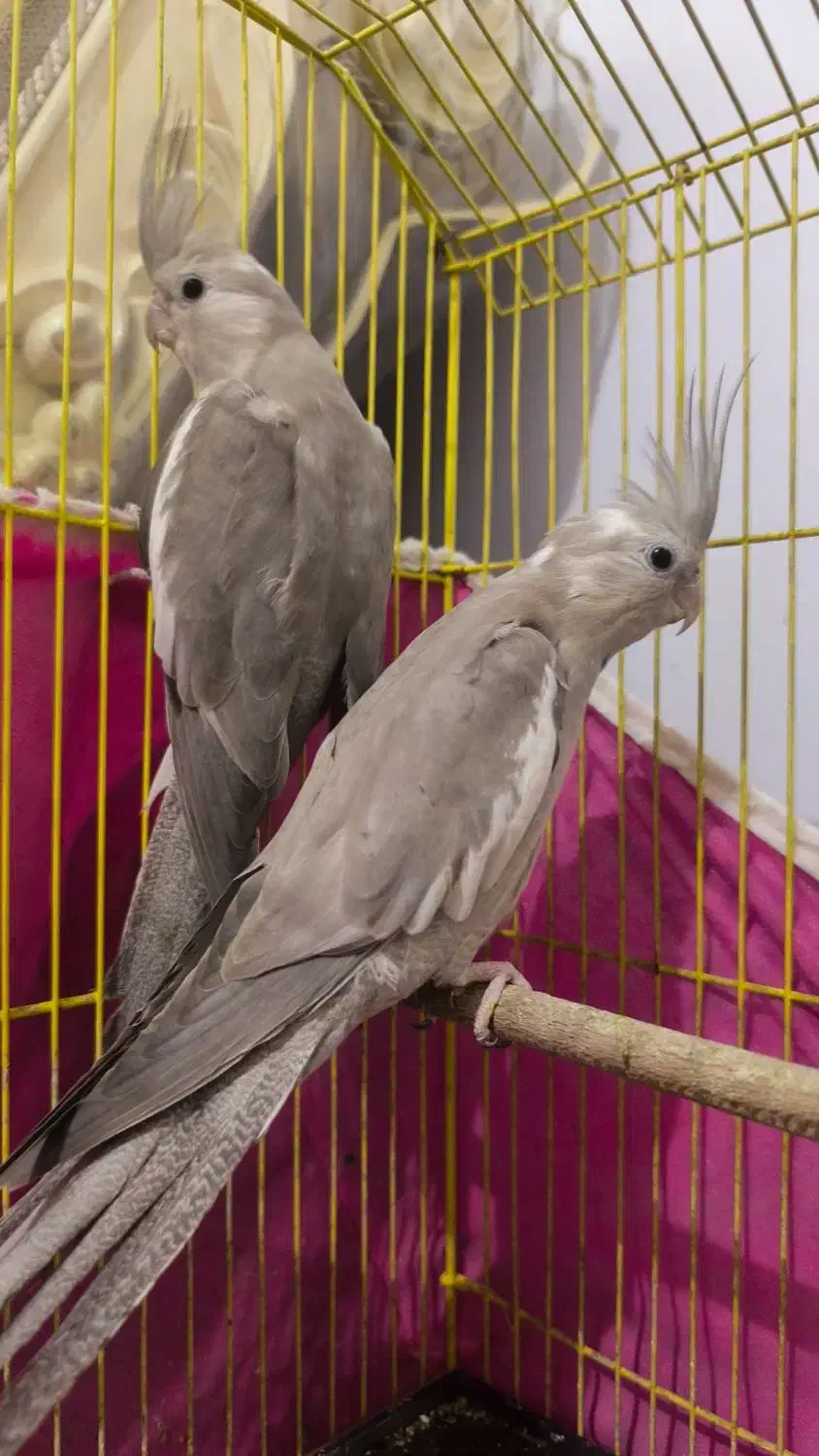 عروس هلندی وایت فیس|پرنده|بندر ماهشهر, |دیوار