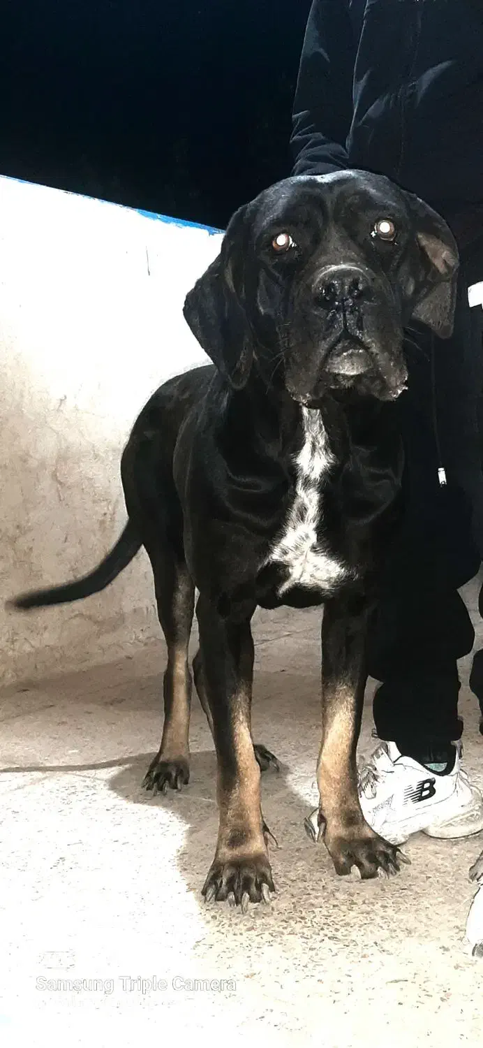 ماده سگ کن کورسو|سگ|ملایر, |دیوار