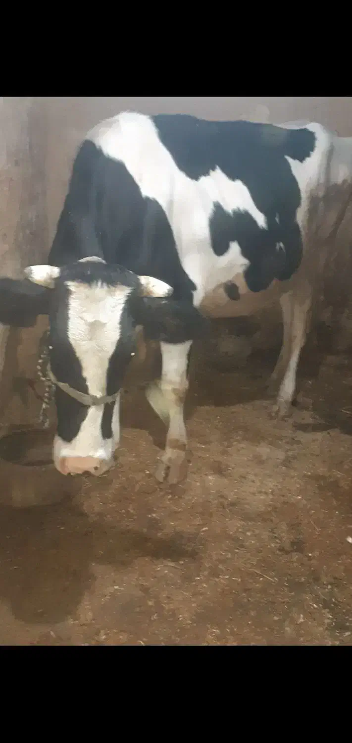 گاوتلیسه ابستن نزدیک زا|حیوانات مزرعه|دینور, |دیوار