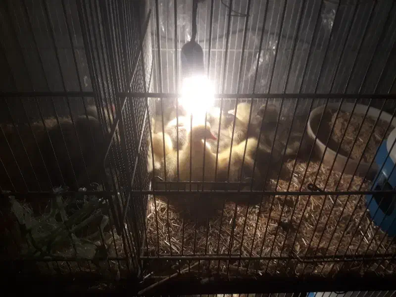 جوجه غاز ۳ و ۱۰ روزه|حیوانات مزرعه|قائم‌شهر, |دیوار