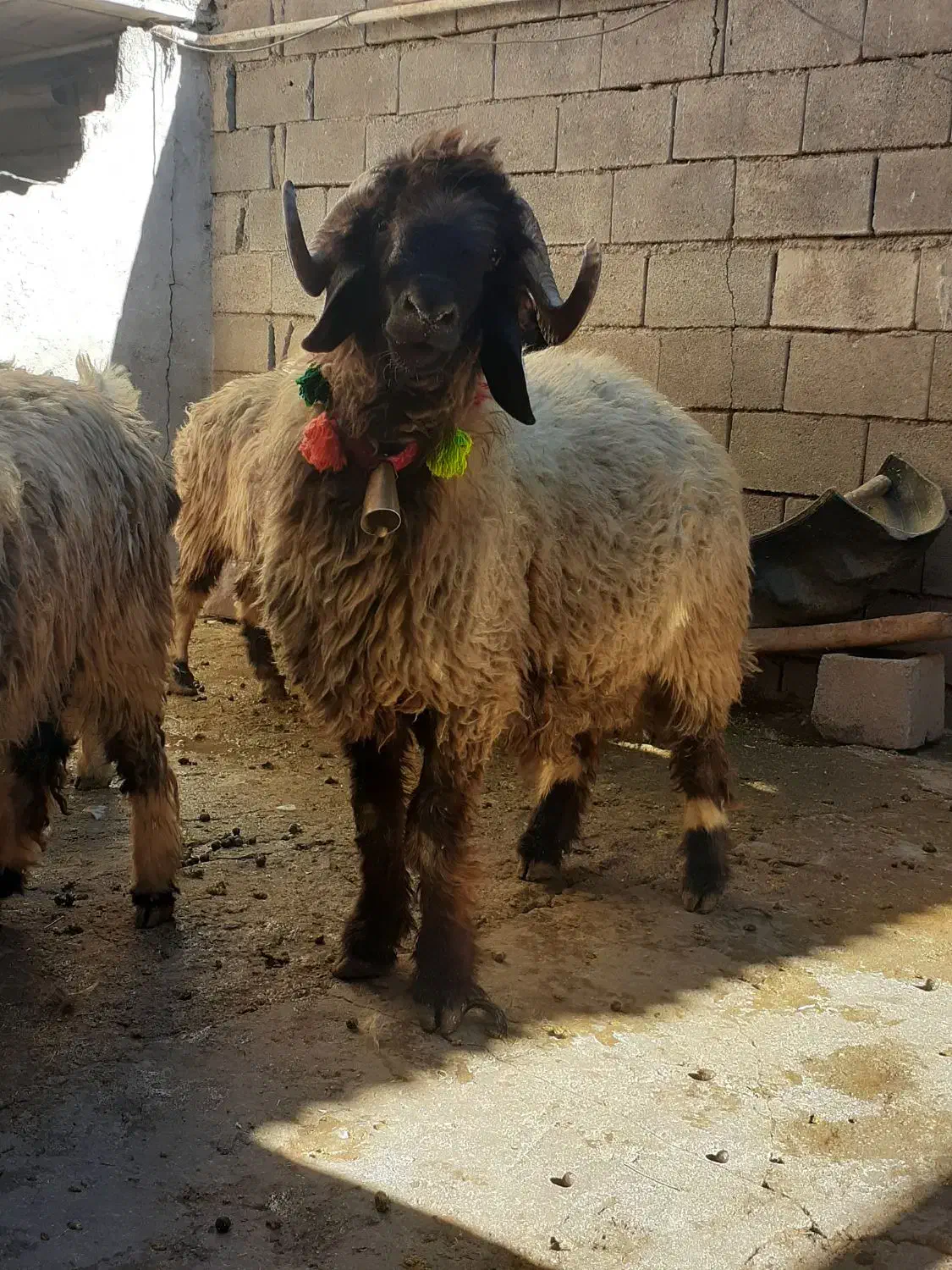 قوچ شیشک|حیوانات مزرعه|شهرکرد, |دیوار