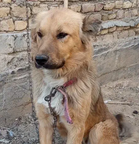 سگ گله نر|سگ|قره چای, |دیوار