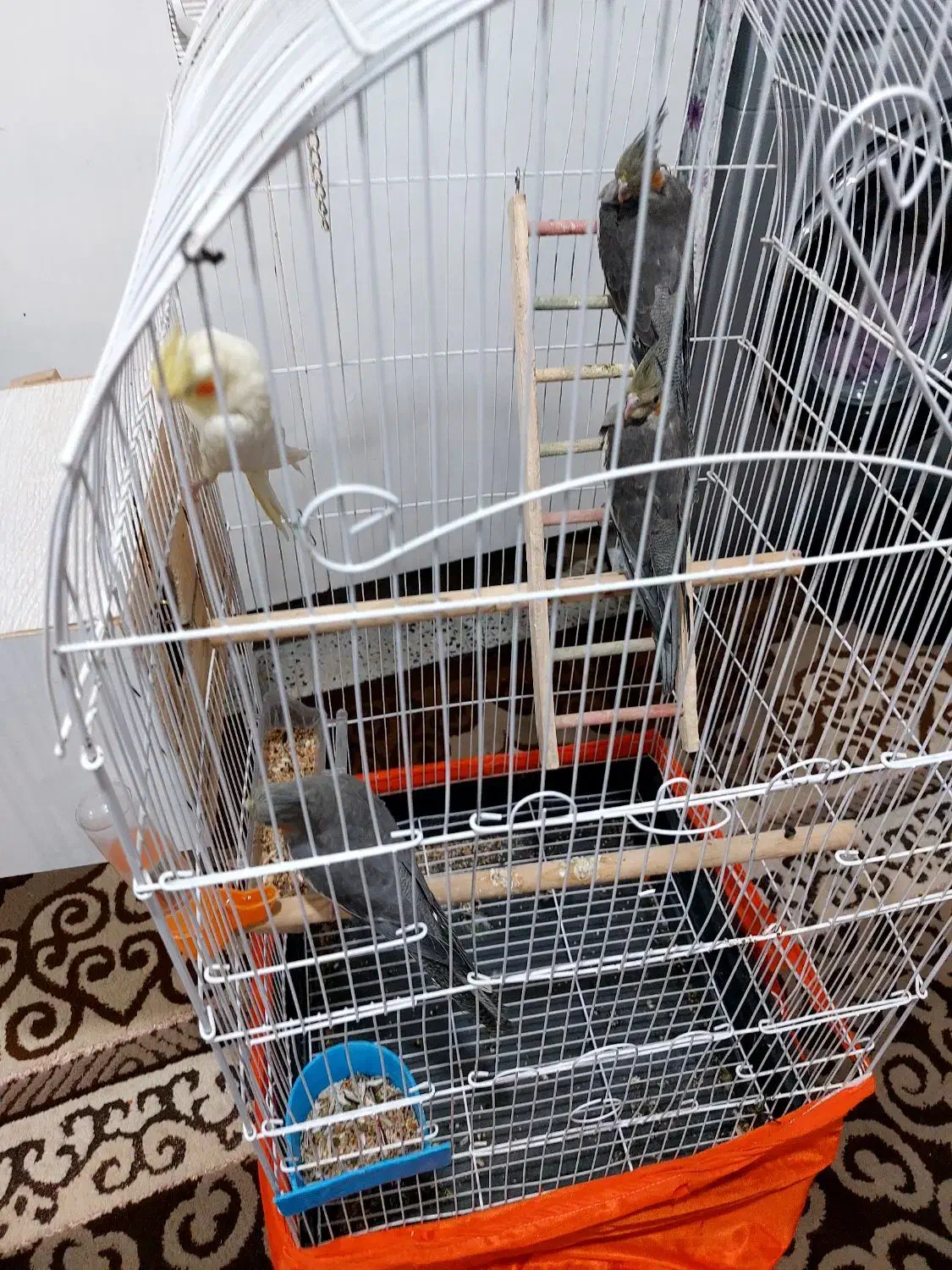 ۳عدد طوطی همراه باقفس لانه|پرنده|بانه, |دیوار